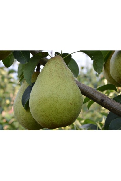 Груша Легенда Карпат – зимовий сорт із великими плодами